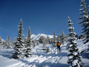 There hadn't been many people up the trail since a recent snowfall, which made for some good bushwacking powder adventures